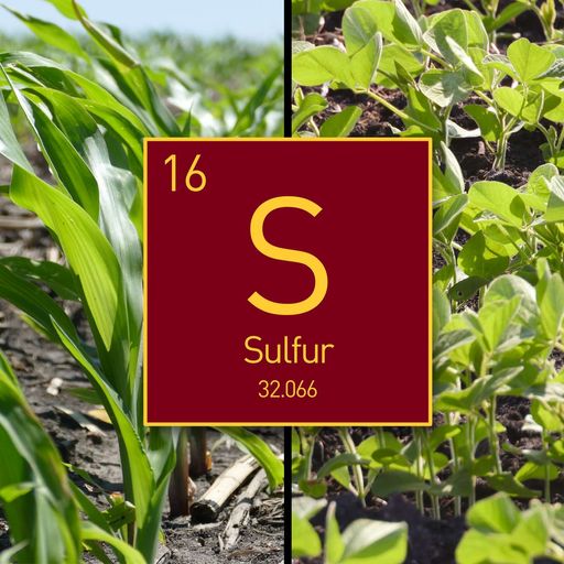 Sulfur management: In-season, source, carryover, soybean & more cover art