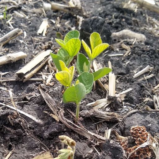 Iron Deficiency Chlorosis (IDC) in soybean cover art
