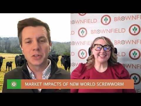 Market Reactions to External Influences | Weekly Livestock Market Update cover art