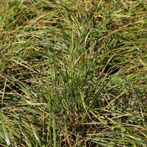 Nutrient management & cover crops: A research update across Minnesota cover art