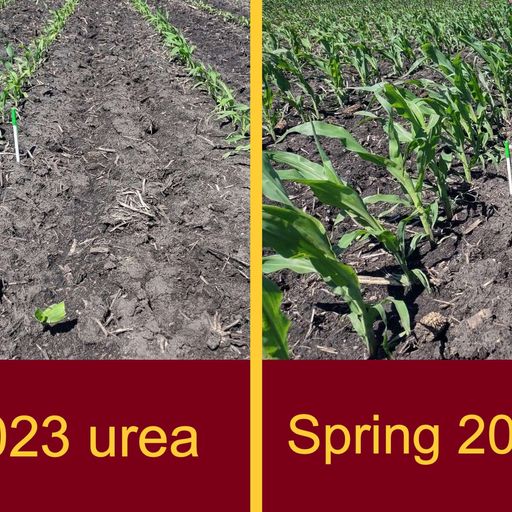 Supplemental nitrogen fertilizer: Is it time to pull the trigger? cover art