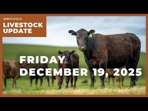 Placements drop 11% in latest Cattle on Feed report | Weekly Livestock Market Update cover art