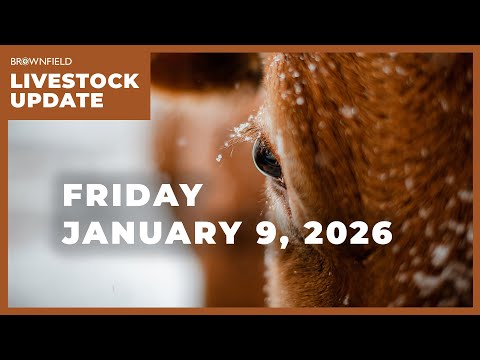 Live steer prices nearly $30 above last year | Weekly Livestock Market Update