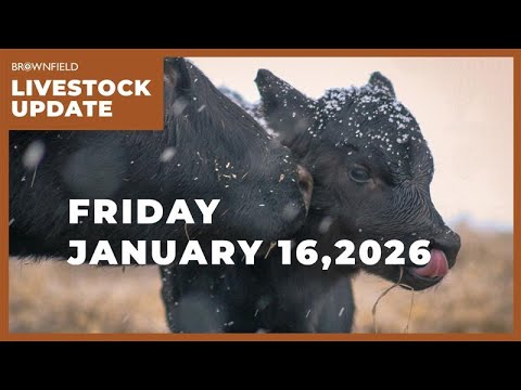 USDA raises cattle prices $12 for 2026 | Weekly Livestock Market Update