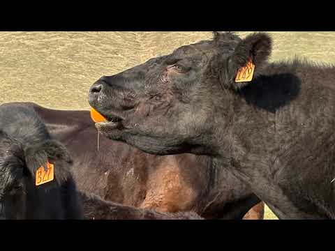 Derek Lange & CA Central Valley Agriculture | AgEmerge Podcast Episode 179 #cattle #citrus #soil