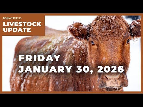 Contraction continues in the cattle industry | Weekly Livestock Market Update cover art
