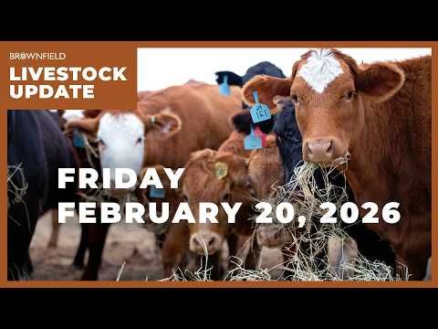 January placements down 5% | Weekly Livestock Market Update for February 20, 2026 cover art