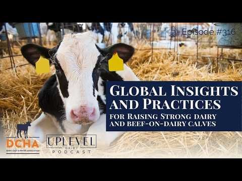 316 | Global Insights and Practices for Raising Strong Dairy and Beef Calves cover art