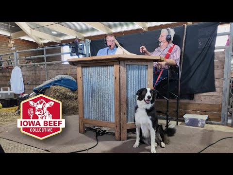 Stock Dog Trials: Good Dogs and Poor Handlers