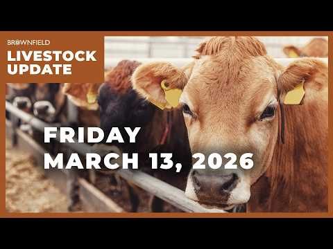 More volatility in the cattle markets | Weekly Livestock Market Update cover art