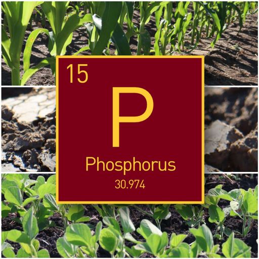Phosphorus: Rate guidelines, sources & best practices for Minnesota, Midwest farmers cover art