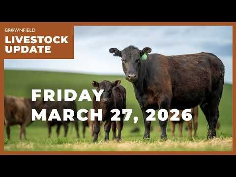 Feeder cattle jump more than $10 this week | Weekly Livestock Market Update cover art