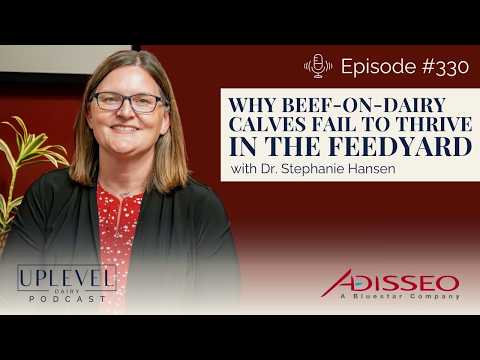 330 | Why Beef-on-Dairy Calves Fail to Thrive in the Feedyard with Stephanie Hansen