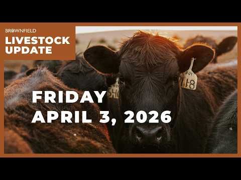 Cattle futures up sharply this week | Weekly Livestock Market Update cover art