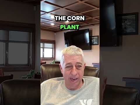 AgEmerge Podcast 185 with Ty Brown | Foliar Nutrition Boosts Corn Brix cover art