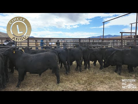 Circle L Angus: Building for the Future