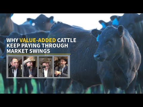 Proof in the Premium: Verified Cattle, Real Returns
