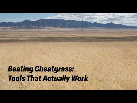 Beating Cheatgrass: Tools That Actually Work
