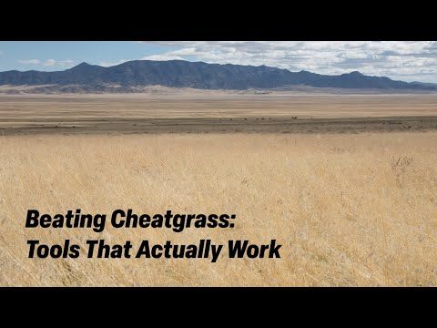 Beating Cheatgrass: Tools That Actually Work cover art