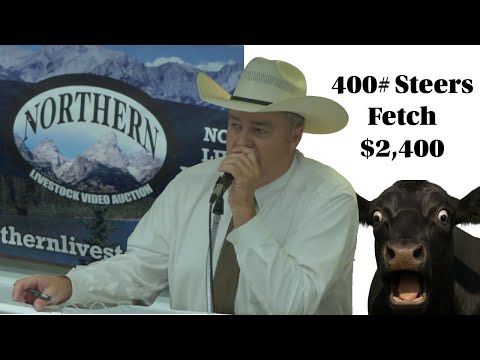 Record Cattle Prices & Market Insights with Ty Thompson cover art