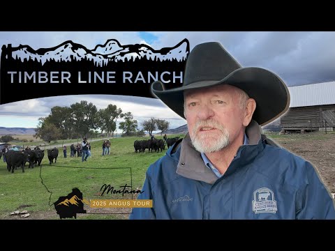 Raising Angus for Real-World Ranchers | Timber Line Ranch