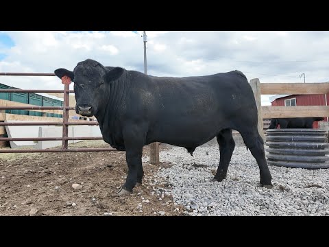 Built by Ranchers: The MSU Angus Herd