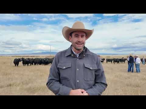 Angus Genetics on Display | Montana Angus Tour Day 1