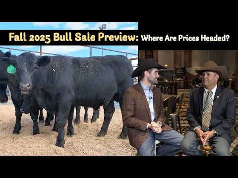 Where are Angus Bull Prices Headed?