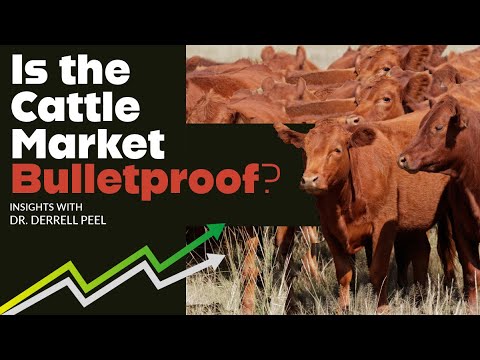 Is the Cattle Market Bulletproof?