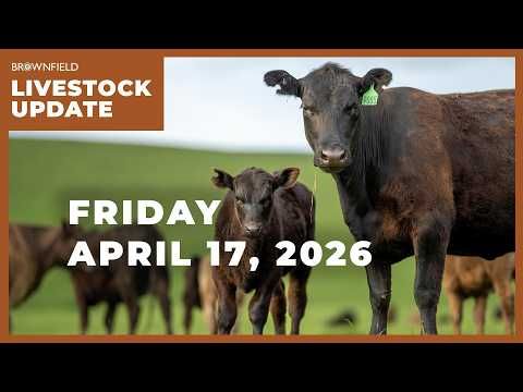 Placements drop 7% in latest Cattle on Feed report | Weekly Livestock Market Update cover art