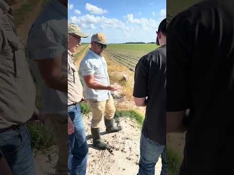 This 'White Soil' Is Different… Here’s Why 👀 cover art