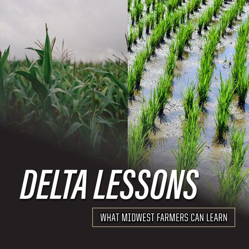 Lessons From the Delta, Part 8: Why Ducks Are More Valuable Than Crops in the Delta cover art