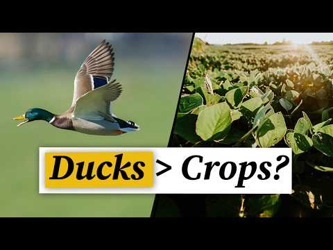 Purdue Commercial AgCast