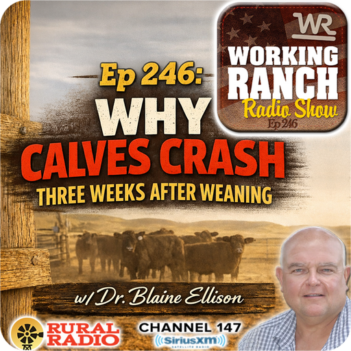 Ep 246: Why Calves Crash Three Weeks After Weaning or a Stress Event w/ Dr. Blaine Ellison cover art