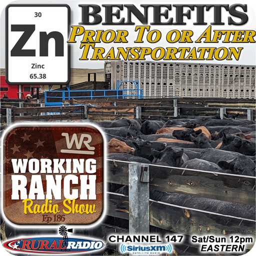 Ep 186:  The Benefits of Zinc Supplementation Prior To or After Transportation cover art