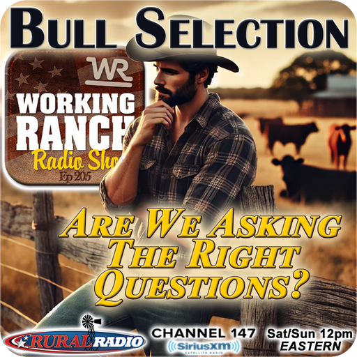 Ep 205: Bull Selection - Are We Asking the Right Questions? cover art