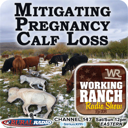Ep 208: Mitigating Pregnancy Loss In Cow Herds cover art