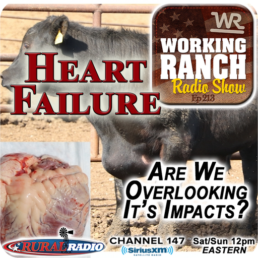 Ep 213: Bovine Congestive Heart Failure… Are We Overlooking It’s Impacts? cover art