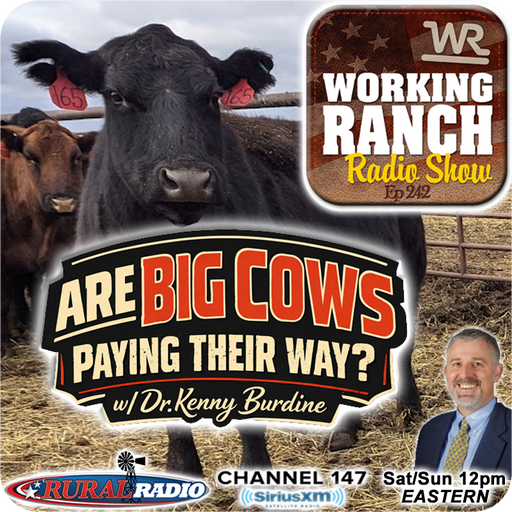 Ep 242: Are Big Cows Paying Their Way? w/ Dr. Kenny Burdine cover art