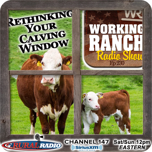 Ep 230: Rethinking Your Calving Window cover art