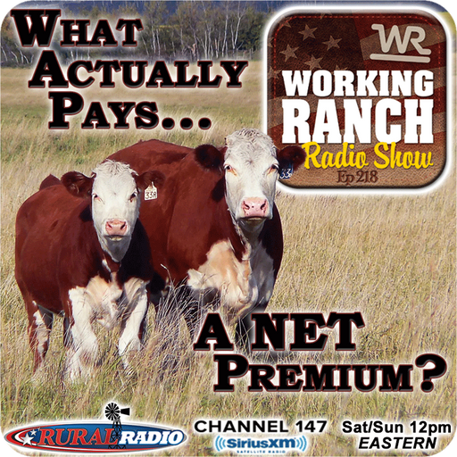 Ep 218: What Actually Pays A NET Premium on Your Calves? cover art