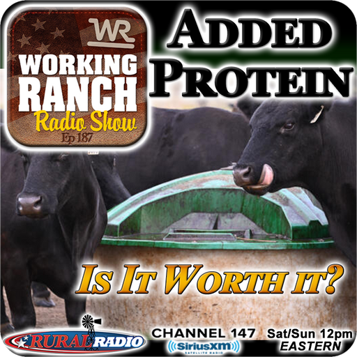 Ep 187:  Added Protein To Your Cow’s Diet… Is It Worth It? cover art