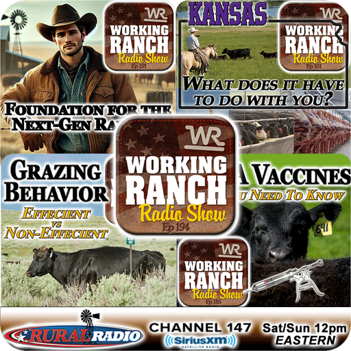 Ep 194: Top Shows from 2024 - #12-#9 cover art