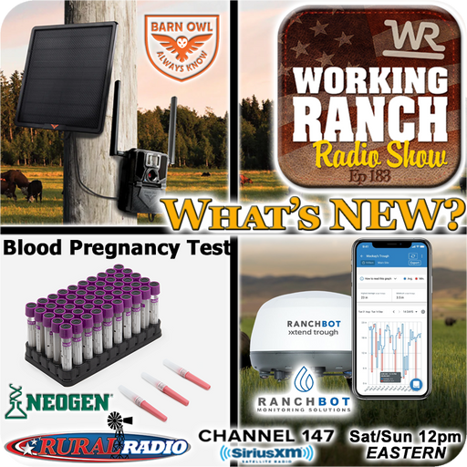 Ep 183:  What’s New? Three Products I Have Questions About cover art