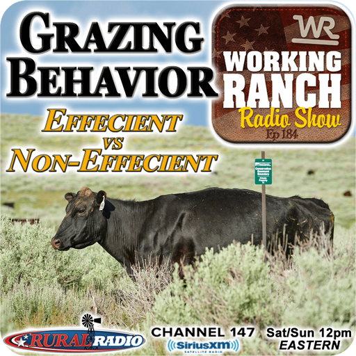 Ep 184:  Grazing Behavior of Efficient vs Non-Efficient Cattle on Rangeland cover art