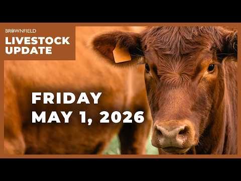 Cattle futures up sharply this week | Weekly Livestock Market Update cover art