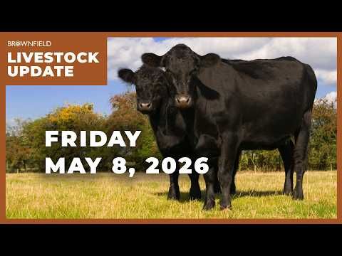 A mixed week for cattle markets | Weekly Livestock Market Update cover art