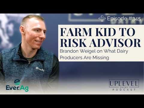 345 | From Farm Kid to Risk Advisor | Brandon Weigel on What Dairy Producers Are Missing cover art