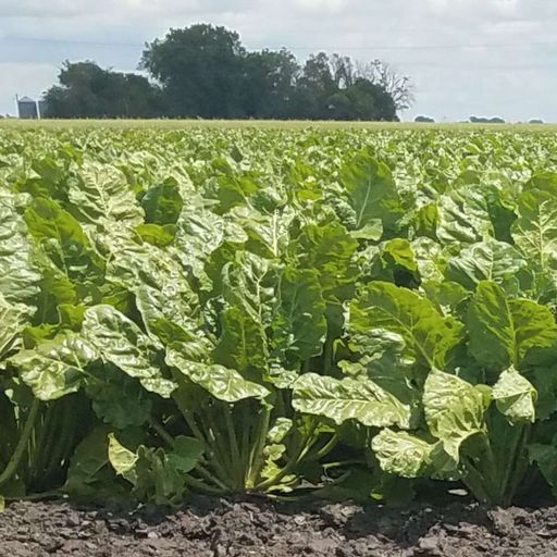 Sugarbeet nutrient management: Best practices, guidelines & new research for MN growers cover art