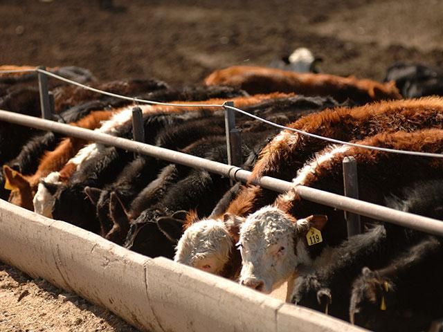 Wide-ranging placement estimates put May Cattle on Feed report in the ...
